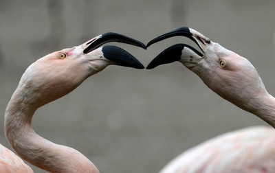 鳥類進化解明に前進、大規模ゲノム解析で驚きの発見相次ぐ