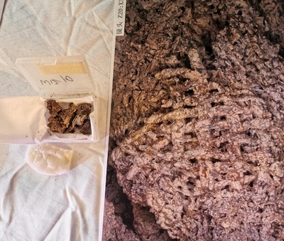 中国最古の絹織物を発掘、河南省ケイ陽市の汪溝遺跡