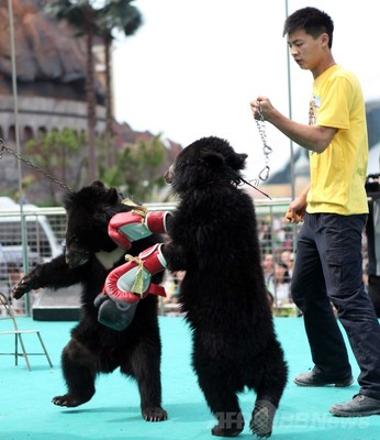 労働節に 動物オリンピック 中国の動物園 写真8枚 ファッション ニュースならmode Press Powered By Afpbb News