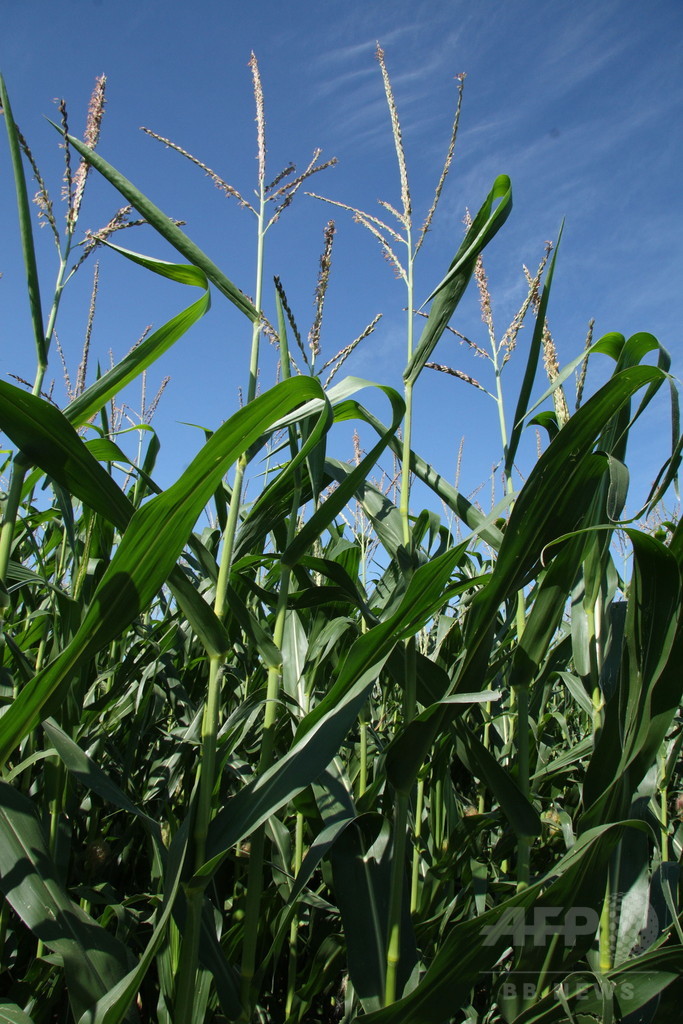 トウモロコシの皮や茎から水素燃料、新製法開発 米研究