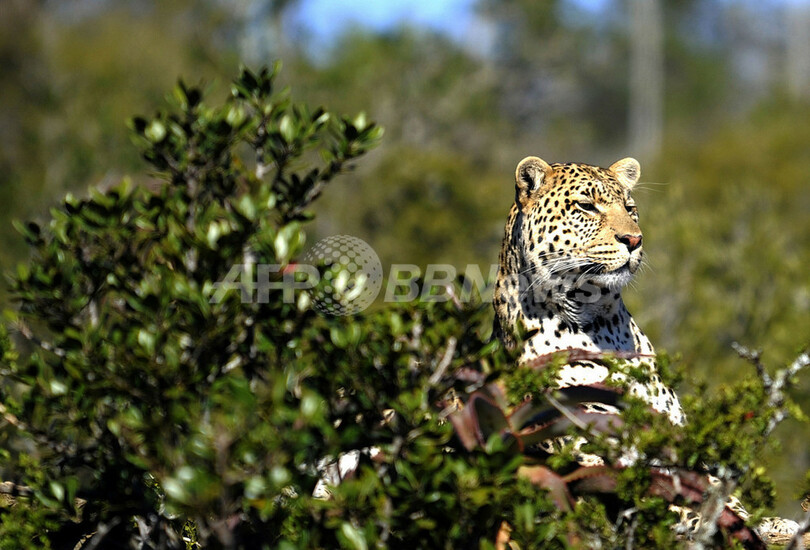 大型ネコ科動物 環境に適応していく しま模様 写真1枚 国際ニュース Afpbb News