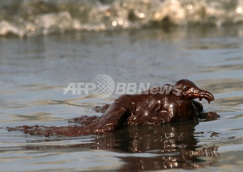 油まみれの鳥たち、メキシコ湾原油流出事故