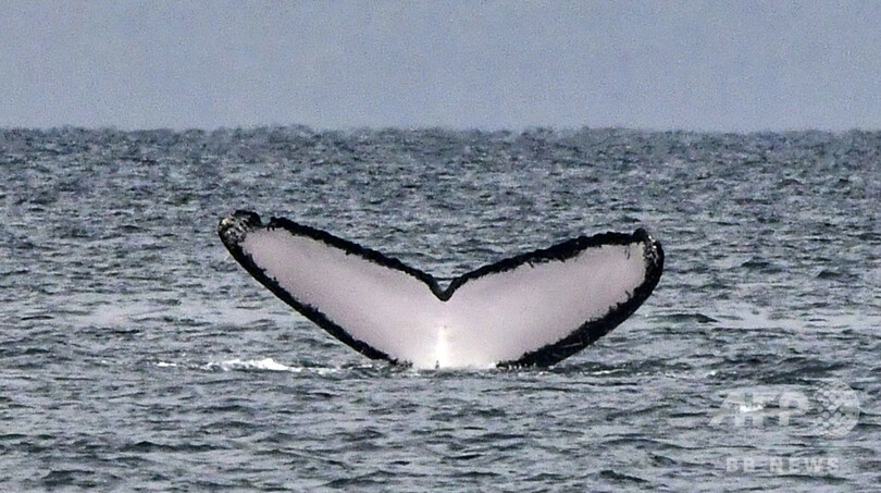 NZでクジラの大群打ち上げ、救出活動続く