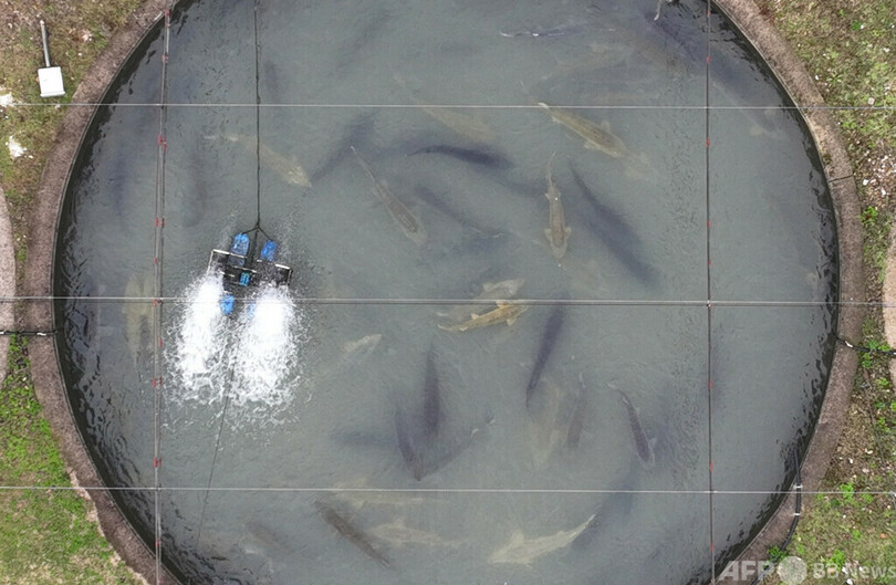 中国・浙江省衢州市、世界最大のキャビア供給地