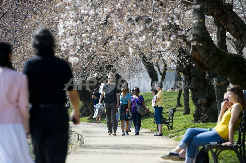 一足お先にお花見、米首都ワシントンの桜咲く