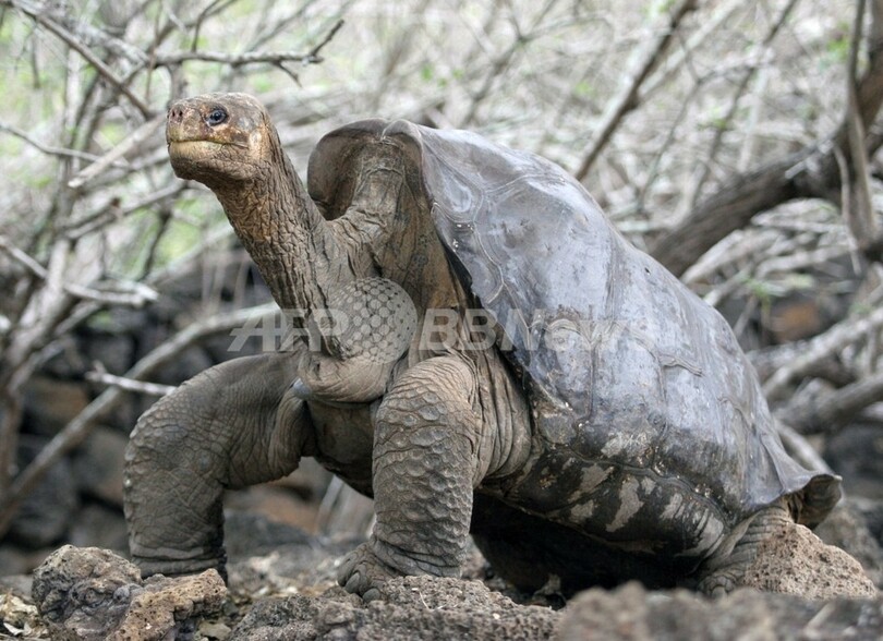 絶滅危ぐのガラパゴスゾウガメ ロンサム ジョージ に近縁種見つかる 米国 写真1枚 国際ニュース Afpbb News