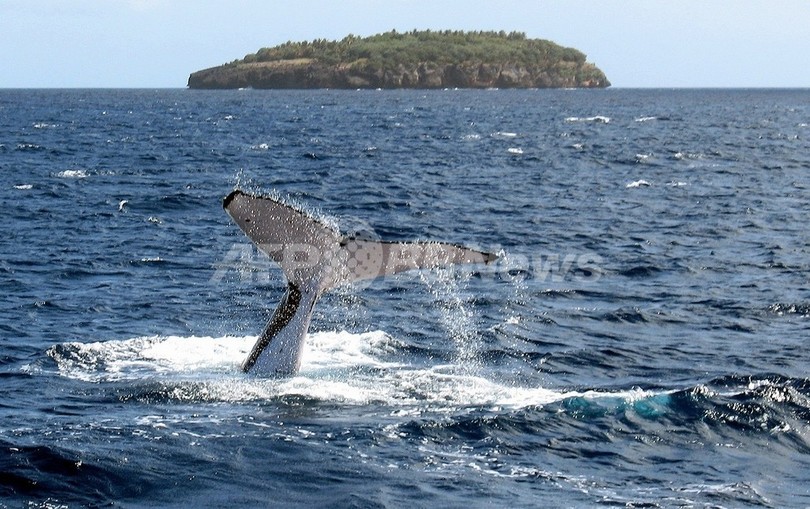デンマーク、ザトウクジラの捕獲再開を要求 IWC総会 デンマーク、ザトウクジラの捕獲再開を要求 IWC総会