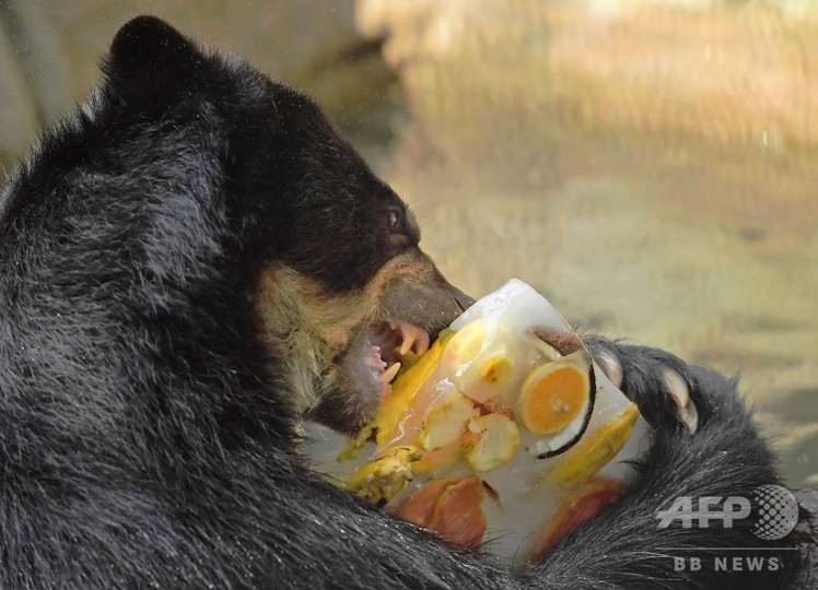 動物もあま い氷がお好き 気温は40度 ブラジル リオ 写真10枚 国際ニュース Afpbb News