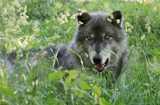 オオカミに触れて感覚研ぎ澄ますビジネスセミナー オーストリア 写真12枚 国際ニュース Afpbb News