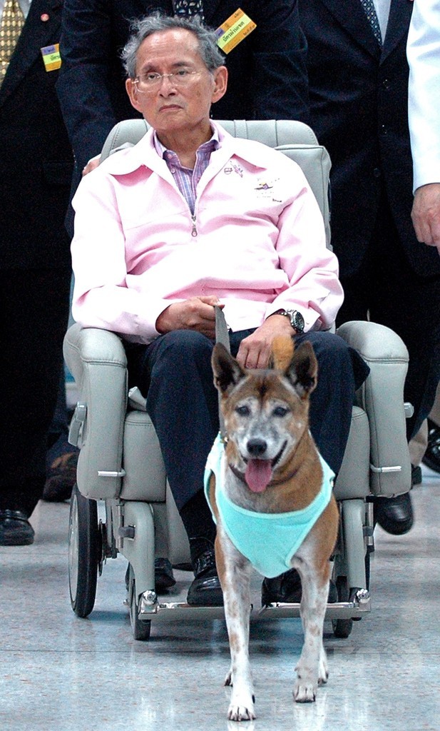 タイ国王の愛犬死ぬ 最近は 風刺 で逮捕者も 写真1枚 国際ニュース Afpbb News