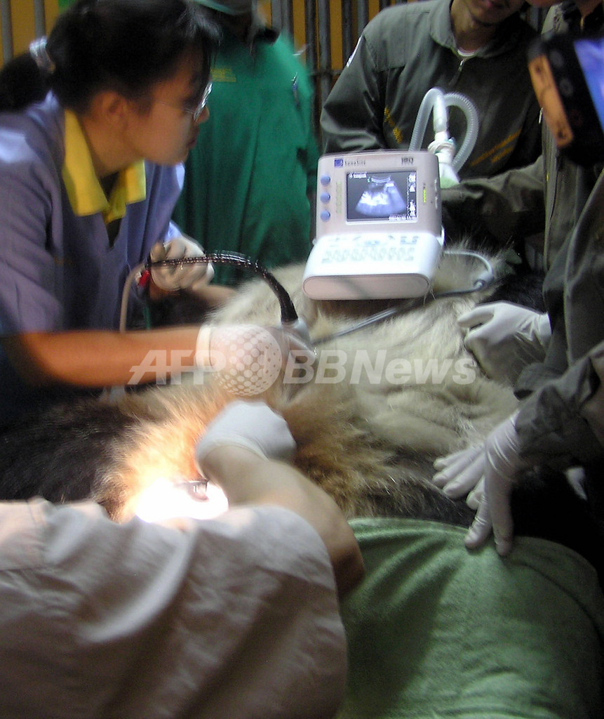 王子動物園で死亡のパンダ、中国が専門チーム派遣へ 王子動物園で死亡のパンダ、中国が専門チーム派遣へ