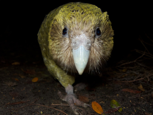 希少な「飛べないオウム」カカポに記録的な繁殖期、NZ 写真5枚 国際ニュース：AFPBB News