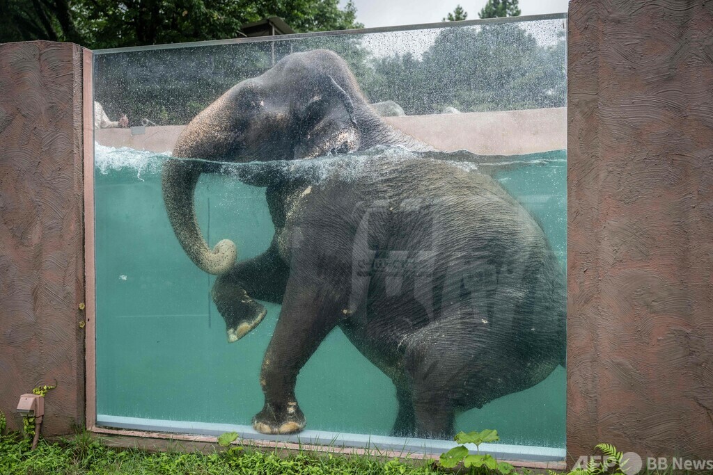 Swimming trunks: transparent tank shows paddling pachyderms