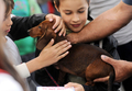 スロバキアの首都ブラチスラバ（Bratislava）で9日から11日まで、「ワールド・ドッグ・ショー（World Dog Show）」が開催され、59か国から3万匹のイヌが参加した。写真は、会場でダックスフントをなでる子どもたち（2009年10月9日撮影）。(c)AFP/SAMUEL KUBANI