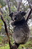オーストラリア爬虫類公園で、ずぶぬれで木にしがみつくコアラ。同園提供（2020年1月17日撮影、入手）。(c)AFP PHOTO / AUSTRALIAN REPTILE PARK