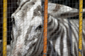 パレスチナ自治区ガザ地区（Gaza Strip）郊外のマラーランド動物園（Marahland Zoo）で、シマウマ風に白と黒のしま模様に染められたロバ（2009年10月3日撮影）。(c)AFP/MARCO LONGARI