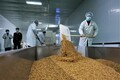 乾燥させたミールワームを仕分ける従業員（2020年4月1日撮影）。(c)Xinhua News