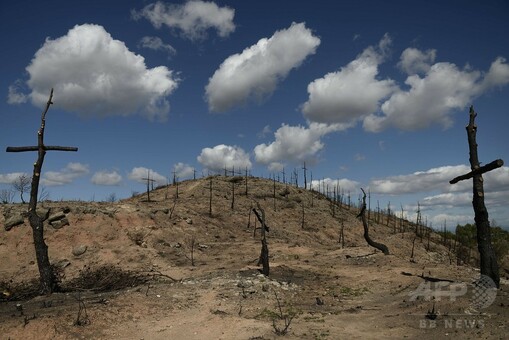 山火事跡地に立ち並ぶ十字架200基、スペイン 写真14枚 国際ニュース
