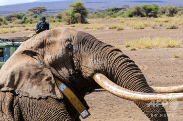 ビッグティム」死ぬ、アフリカでも数少ない巨大な牙のゾウ ケニア 写真