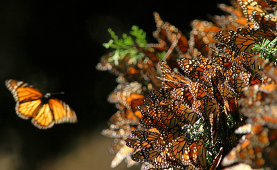 年3兆匹以上の昆虫、空を季節移動か 英研究