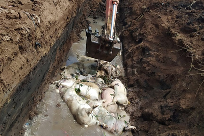 アフリカ豚コレラウイルス、インドネシアで初検出 約3万頭死ぬ