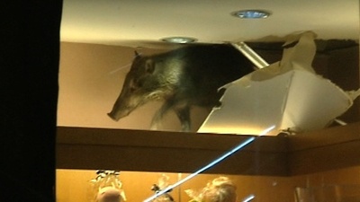 ショッピングモールにイノシシ迷い込む、香港