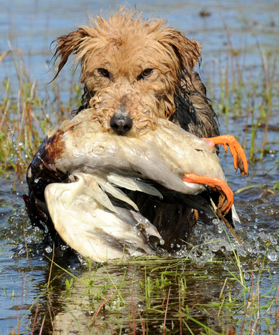 ベラルーシで人気のカモ狩り