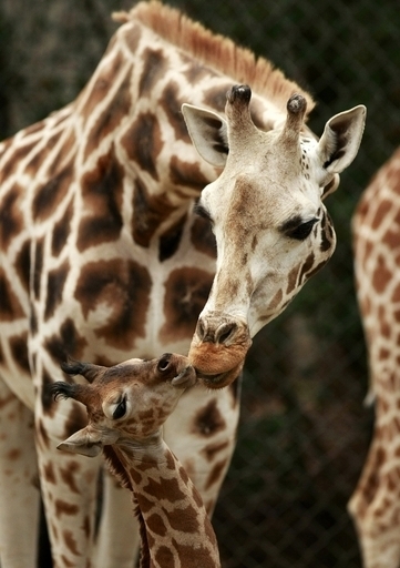 キリンから「緊急」のメール? いたずら電話10万件にダブリン動物園が悲鳴
