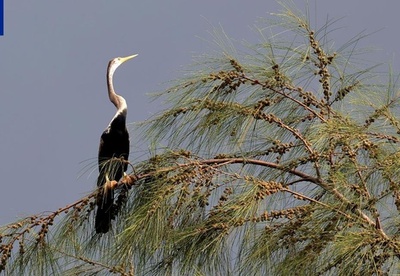 中国海南省でIUCN準絶滅危惧種「アジアヘビウ」初確認