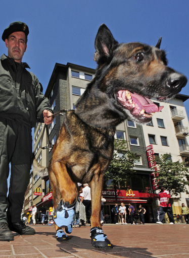 ベルギーの警察犬、青い靴はきパトロール
