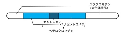 【横浜市立大学】ダイズ種子発生のエピジェネティクス