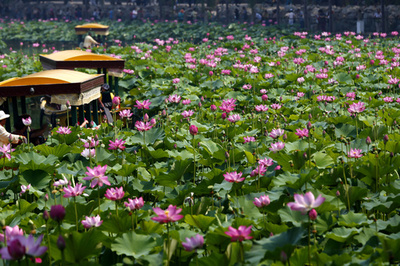 一面に咲き乱れるハスの花、北京・北海公園