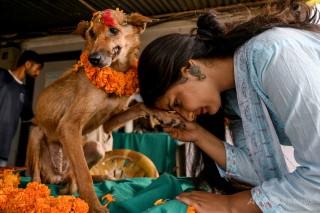 花の首飾りで祝福 ネパールでヒンズー教の犬の祭り