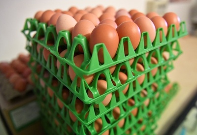 殺虫剤汚染の卵、デンマークで22トン ポーランドで4万個