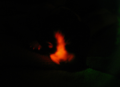 暗闇で赤く光るクローン犬、ソウル大チームが作製