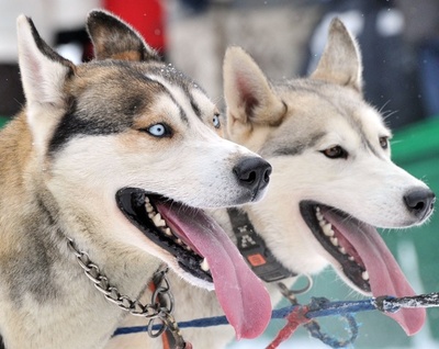 イヌ家畜化は1万5000年前か、最新化石分析 研究