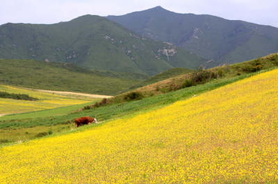 見渡す限りの菜の花畑 甘粛・祁連山