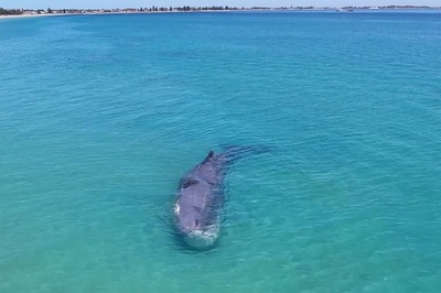 浅瀬で動けなくなったマッコウクジラ死ぬ 豪