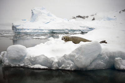 北極と南極の今年1月の海氷域は過去最小 報告書