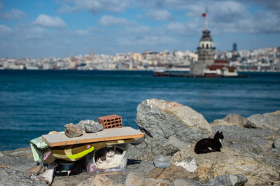 野良猫蹴り殺し動画拡散、トルコで騒動に