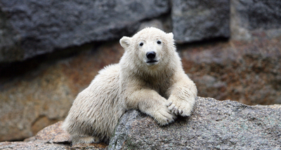 人工飼育のシロクマ「クヌート」、体重35キロに成長
