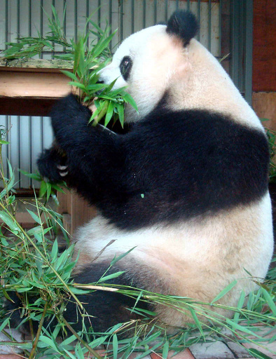 メスのパンダ4頭 野外で繁殖実験 成都 保護研究センター 写真1枚 国際ニュース Afpbb News