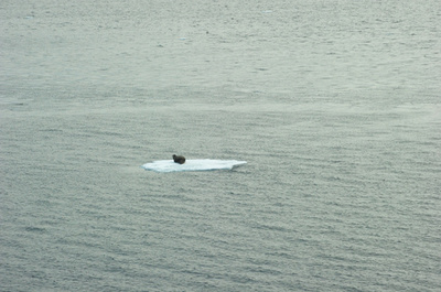 地球温暖化を2度未満に抑制しても、北極海の無氷状態は防げない　研究