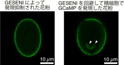 【横浜市立大学】植物の精細胞における目的遺伝子の自由な発現に成功