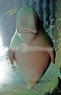 シドニーに人魚 ジュゴンと泳ぐ 写真9枚 ファッション ニュースならmode Press Powered By Afpbb News