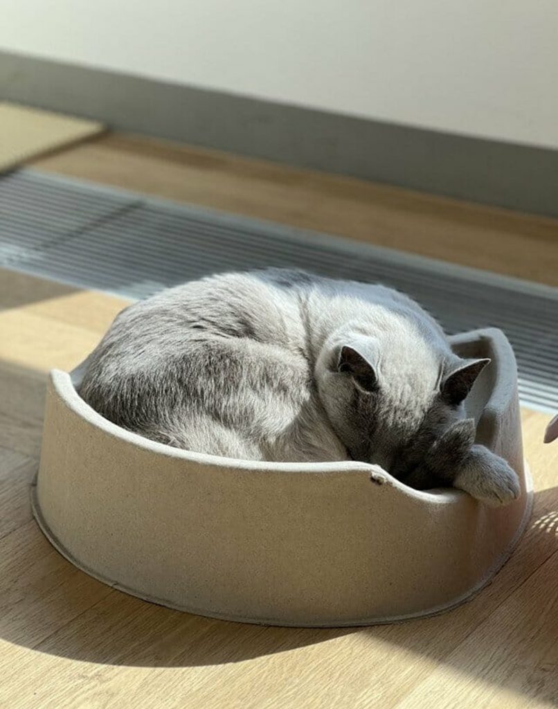 The Foundersのマスコット猫「ウジュ」(c)KOREA WAVE