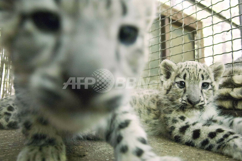 ユキヒョウの赤ちゃん3匹、もうすぐ一般公開 ハンガリー