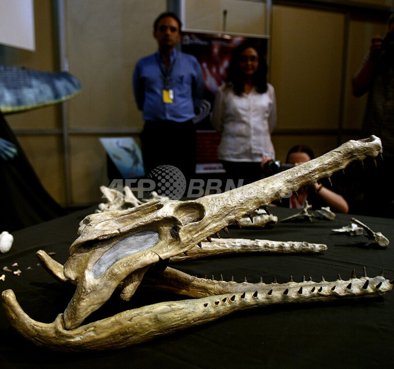 ブラジルで発見のワニの化石、アフリカからの移動を示唆