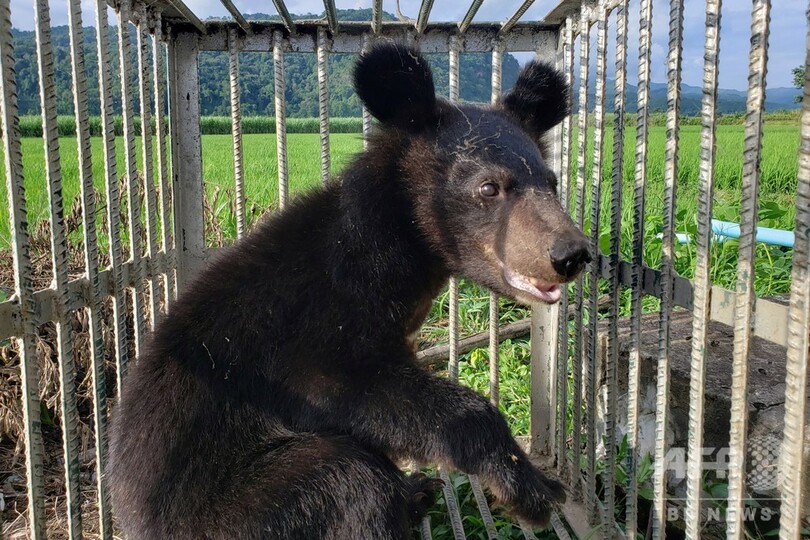 ツキノワグマの子ども5匹を救出 ラオス 写真5枚 国際ニュース Afpbb News ツキノワグマの子ども5匹を救出 ラオス 写真5枚 国際ニュース Afpbb News