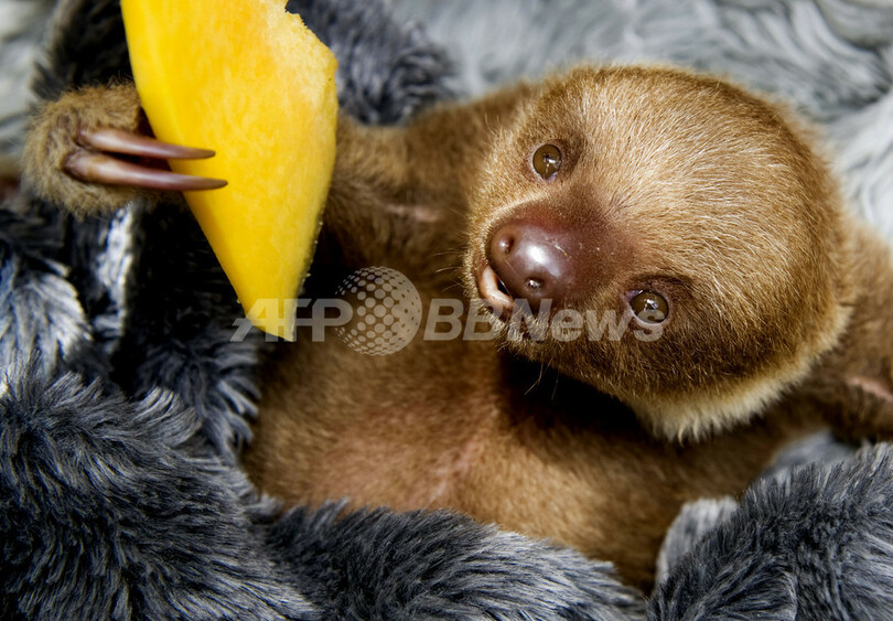 ナマケモノの保護施設、南米コロンビア